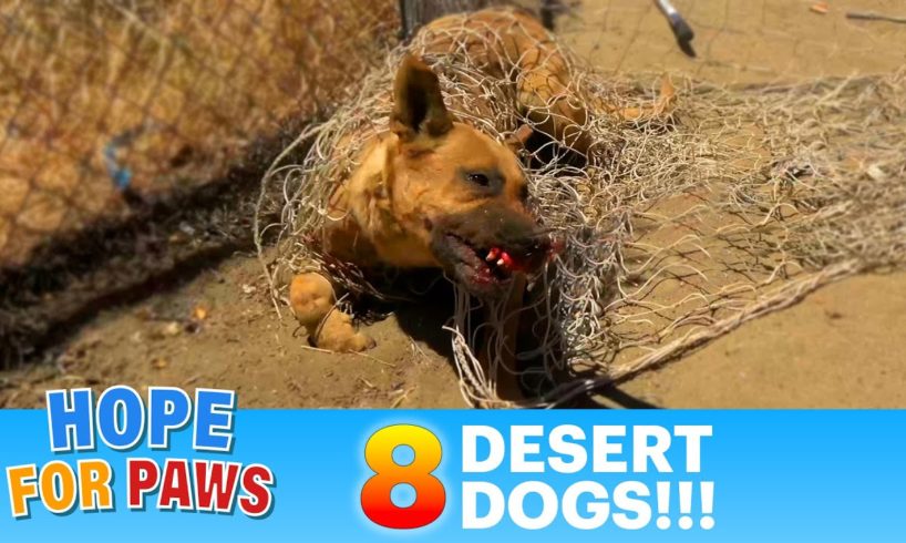 EIGHT desert dogs + police were called on us = it was intense! 🥵