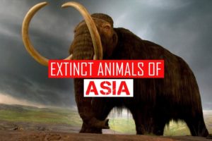 EXTINCT ANIMALS OF ASIA | SIMBEN