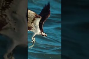 Eagle Attacks-Most Amazing Moments Of Wild Animal Fights