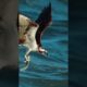 Eagle Attacks-Most Amazing Moments Of Wild Animal Fights