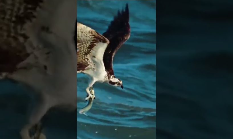 Eagle Attacks-Most Amazing Moments Of Wild Animal Fights