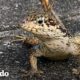 El patio trasero de esta mujer es un mini parque jurásico | El Dodo