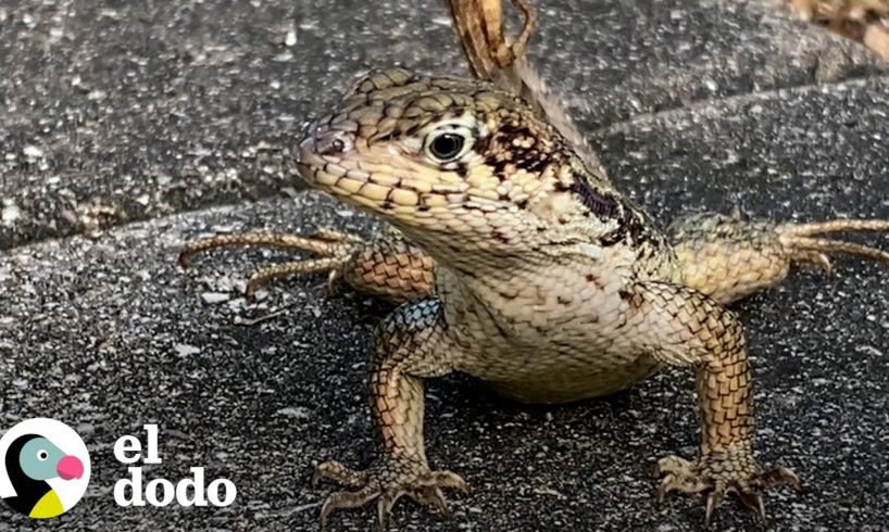 El patio trasero de esta mujer es un mini parque jurásico | El Dodo