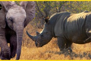 Elephant vs Rhino | Animal Rescues  #ST. SOME