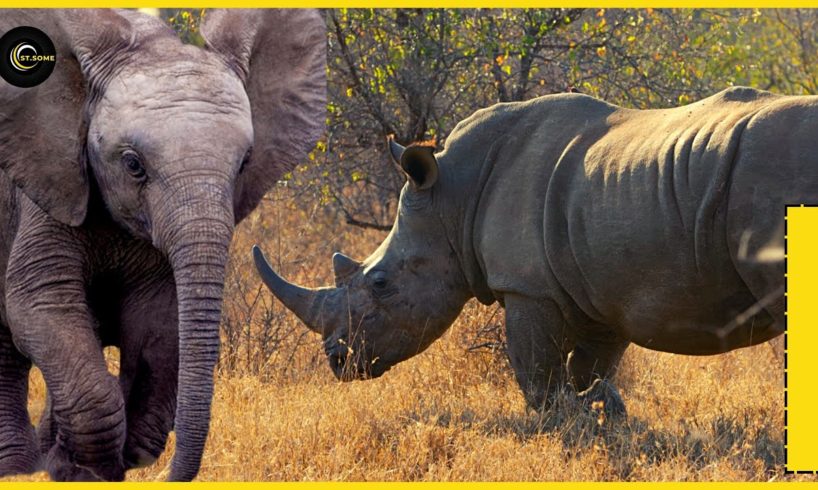 Elephant vs Rhino | Animal Rescues  #ST. SOME