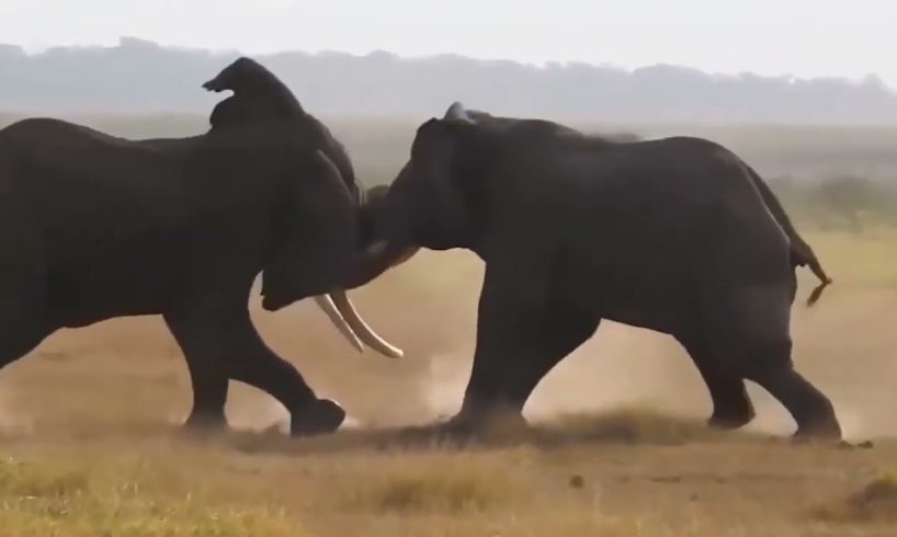 Epic Battle Lion vs giraffe Lion attacks Wild Animals animal fight
