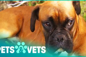 Escaped Boxer Dog Found Exhausted And Miles From Home | Animal Rescue | Pets & Vets