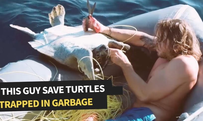 Family of Sea Turtles Rescued From Fishing Net | Incredible Animal Rescue