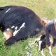 Farm #WithMe Animal Rescue 2022 BABY CALF BORN Care Incredible Cow Milking Farming Hoof Trimming