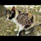 Feeding Stray Cat and Treating Who are in Need Help  (Animal Rescue Video) RESCATE ANIMALES