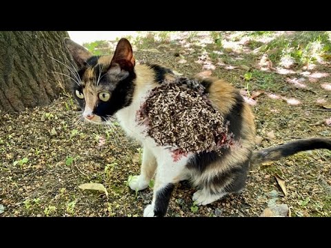 Feeding Stray Cat and Treating Who are in Need Help  (Animal Rescue Video) RESCATE ANIMALES