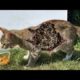 Feeding and Help the Scary Cat Looking for Food from the Trash (Animal Rescue Video)