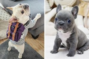 French Bulldog Cute Actions Make Your Heart Flutter - 🤩 Cutest French Bulldog 🤩