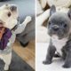 French Bulldog Cute Actions Make Your Heart Flutter - 🤩 Cutest French Bulldog 🤩