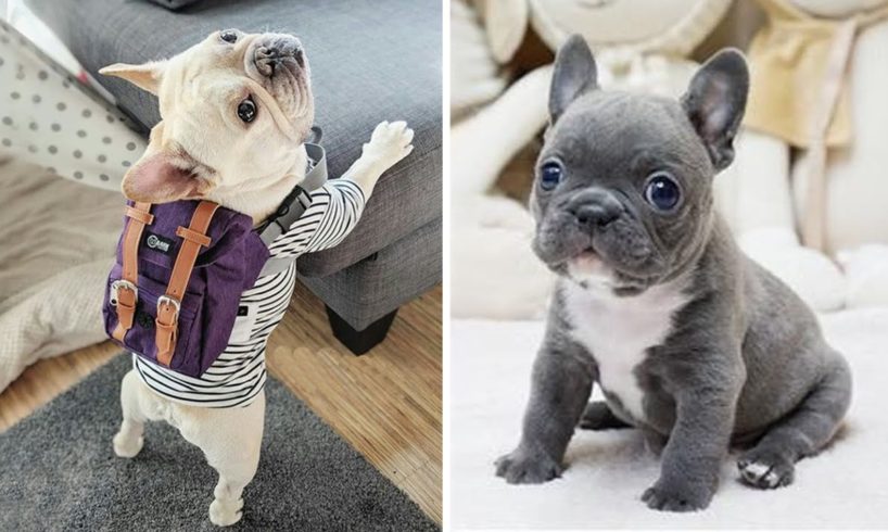French Bulldog Cute Actions Make Your Heart Flutter - 🤩 Cutest French Bulldog 🤩