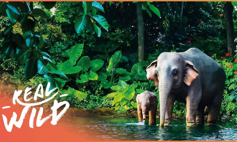 From Ants to Elephants: The Incredible Animals of Earth (Wildlife Documentary) | Real Wild