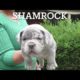 Fun American bully videos cutest puppies ever￼