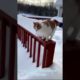 Funniest Dogs and Cats🐕😼 Funny Animal Videos 🐶Try Not to Laugh 🤣 Cute Cats 😸 #cute  #shorts