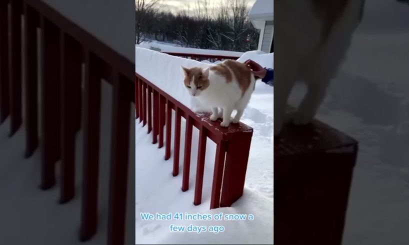 Funniest Dogs and Cats🐕😼 Funny Animal Videos 🐶Try Not to Laugh 🤣 Cute Cats 😸 #cute  #shorts