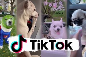 Funniest Dogs of TikTok ~ Try not to Laugh ~ Cutest Puppies ~Doggos TikTok Compilation ! #4