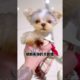 Funniest Maltese & Cutest Puppies Maltese  Funny Puppies Videos Compilation 85