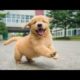 Funniest & Cutest Golden Retriever Puppies - 30 Minutes of Funny Puppy Videos 2022 #10