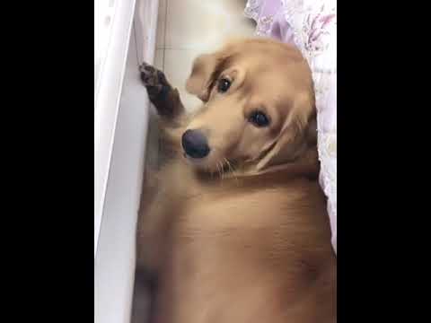 Funniest & Cutest Puppies - Funny Puppy Videos BaBy Animals | Dog Are Awesome