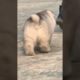 Funniest and Cutest Puppies, Funny Puppy Video 2022 Ep12