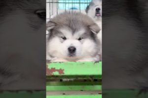 Funniest and Cutest Puppies, Funny Puppy Video 2022 Ep142