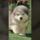 Funniest and Cutest Puppies, Funny Puppy Video 2022 Ep326