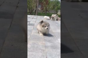 Funniest and Cutest Puppies, Funny Puppy Video 2022 Ep339