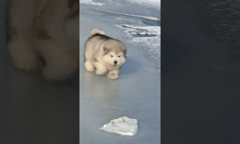 Funniest and Cutest Puppies, Funny Puppy Video 2022 Ep356