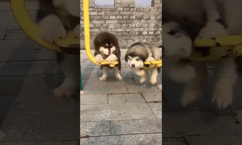 Funniest and Cutest Puppies, Funny Puppy Video 2022 Ep359