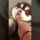 Funniest and Cutest Puppies, Funny Puppy Video 2022 Ep370