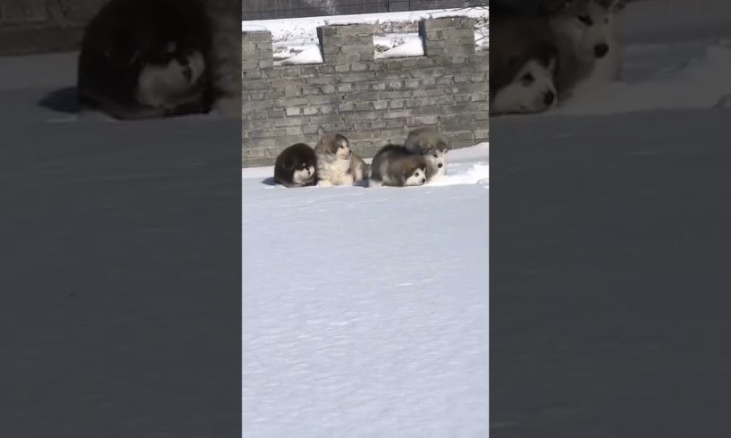 Funniest and Cutest Puppies, Funny Puppy Video 2022 Ep399