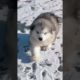 Funniest and Cutest Puppies, Funny Puppy Video 2022 Ep47