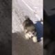 Funniest and Cutest Puppies, Funny Puppy Video 2022 Ep473