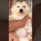 Funniest and Cutest Puppies, Funny Puppy Video 2022 Ep620