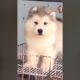 Funniest and Cutest Puppies, Funny Puppy Video 2022 Ep635