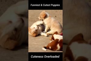 Funniest and cutest puppies playing. Puppy videos.