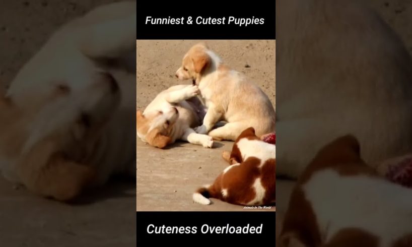 Funniest and cutest puppies playing. Puppy videos.