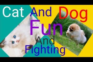 Funny Animal Fights 2022 ,Boom Boom Animal, #CatAndDog