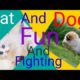 Funny Animal Fights 2022 ,Boom Boom Animal, #CatAndDog