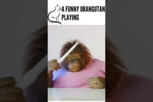 Funny Animals Video 2022🐱 orangutan playing