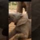 Funny 🐘 Elephant||Baby 🐘🐘 Elephant Playing||Animals Video #Shorts