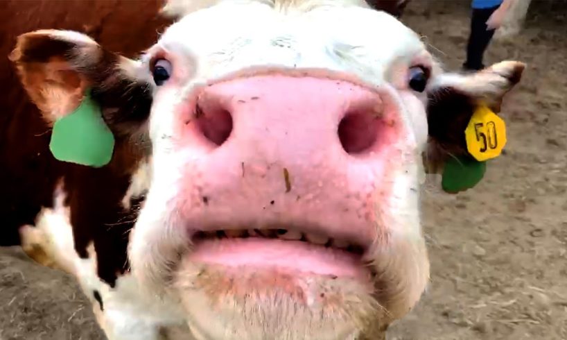 Funny Farm Animals! Funny Animal Videos