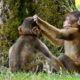 Funny Monkey babies - Playing like Little imps!