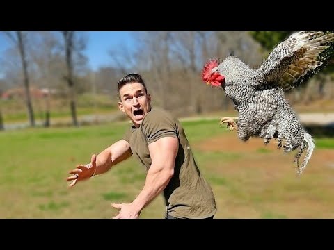 Funny animal attack. 99% try very hard to not laugh.