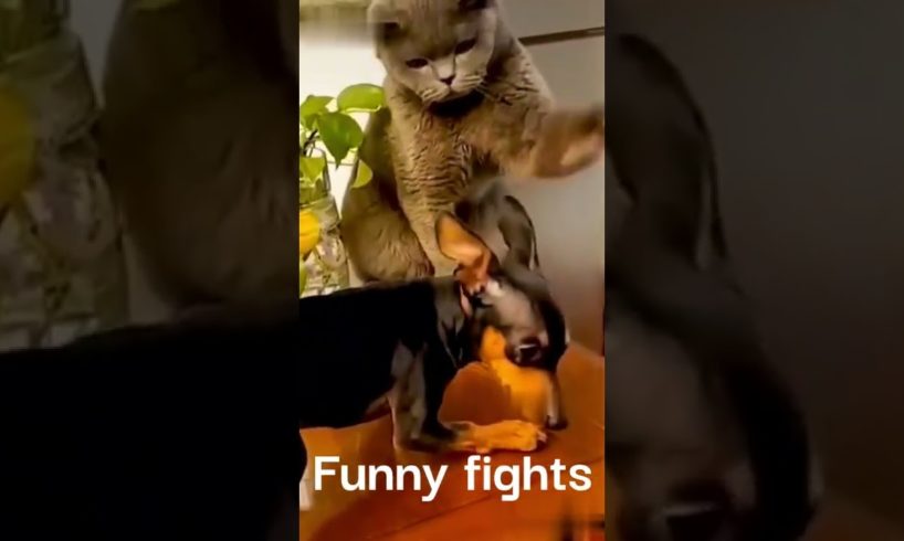 Funny animal fights 2022😡😎😄