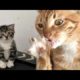 Funny animals - Funny cats / dogs - Funny animal videos 200